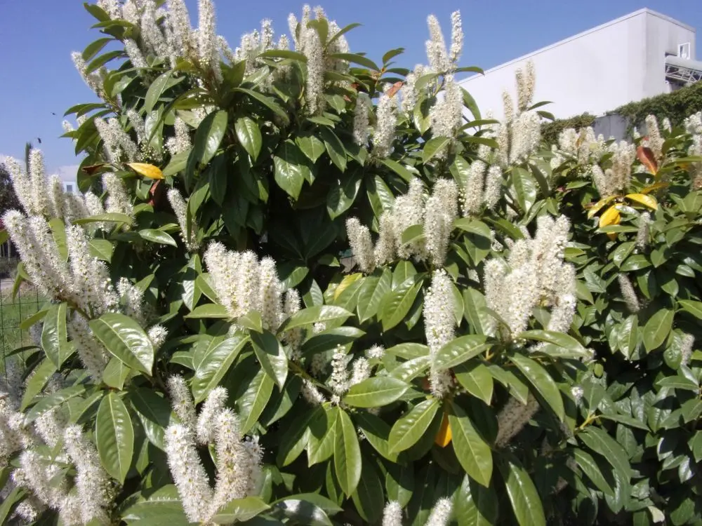 Lauroceraso Fiori: Una Guida Completa per la Cura e la Potatura - Quando va innaffiato il Lauroceraso lauroceraso fiori - Quando va innaffiato il Lauroceraso