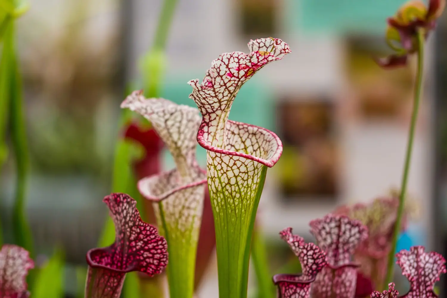 Fiore Sarracenia: Guida completa alla coltivazione di questa pianta carnivora - Quanta acqua alla Sarracenia fiore sarracenia - Quanta acqua alla Sarracenia