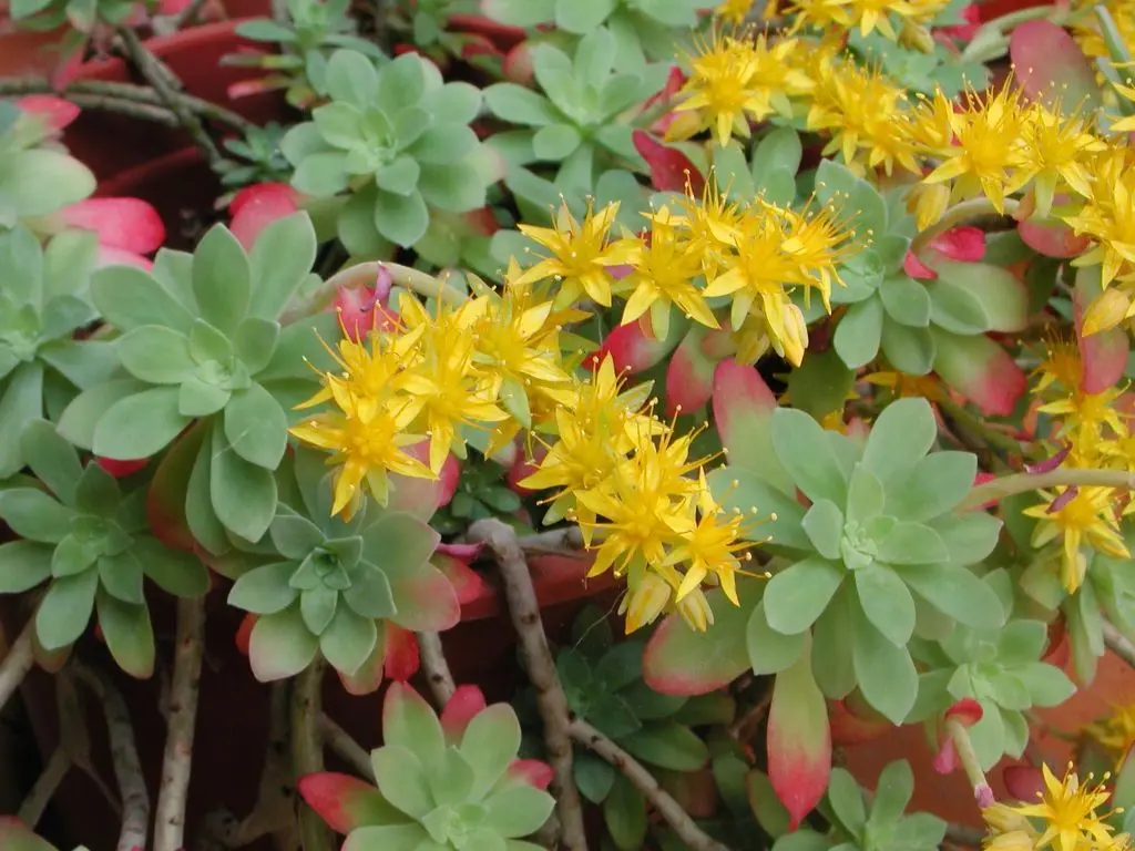sedum pianta grassa fiori gialli - Quanta acqua dare al Sedum
