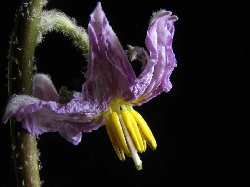 Fiore della melanzana: una bellezza da scoprire - Quanta acqua dare alle piante di melanzane fiore della melanzana - Quanta acqua dare alle piante di melanzane