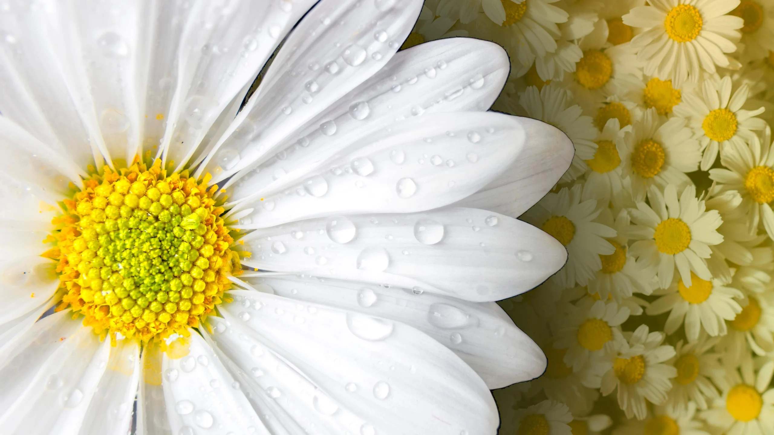 Margherita Fiori: La Bellezza della Semplicità - Quanta acqua vogliono le margherite margherita fiori - Quanta acqua vogliono le margherite