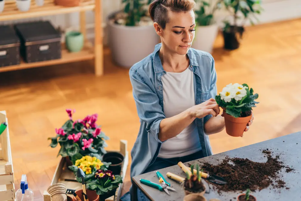 Primule Fiori: Come curarle per farle fiorire a lungo - Quanta acqua vogliono le primule primule fiori - Quanta acqua vogliono le primule