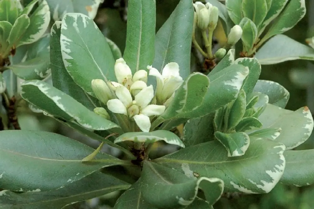 Fiore Pitosforo: Un Arbusto Sempreverde con Fiori Profumati - Quanta acqua vuole il pitosforo fiore pitosforo - Quanta acqua vuole il pitosforo
