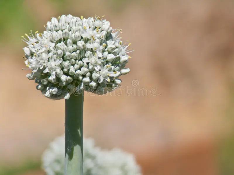 fiore del porro - Quanta acqua vuole il porro