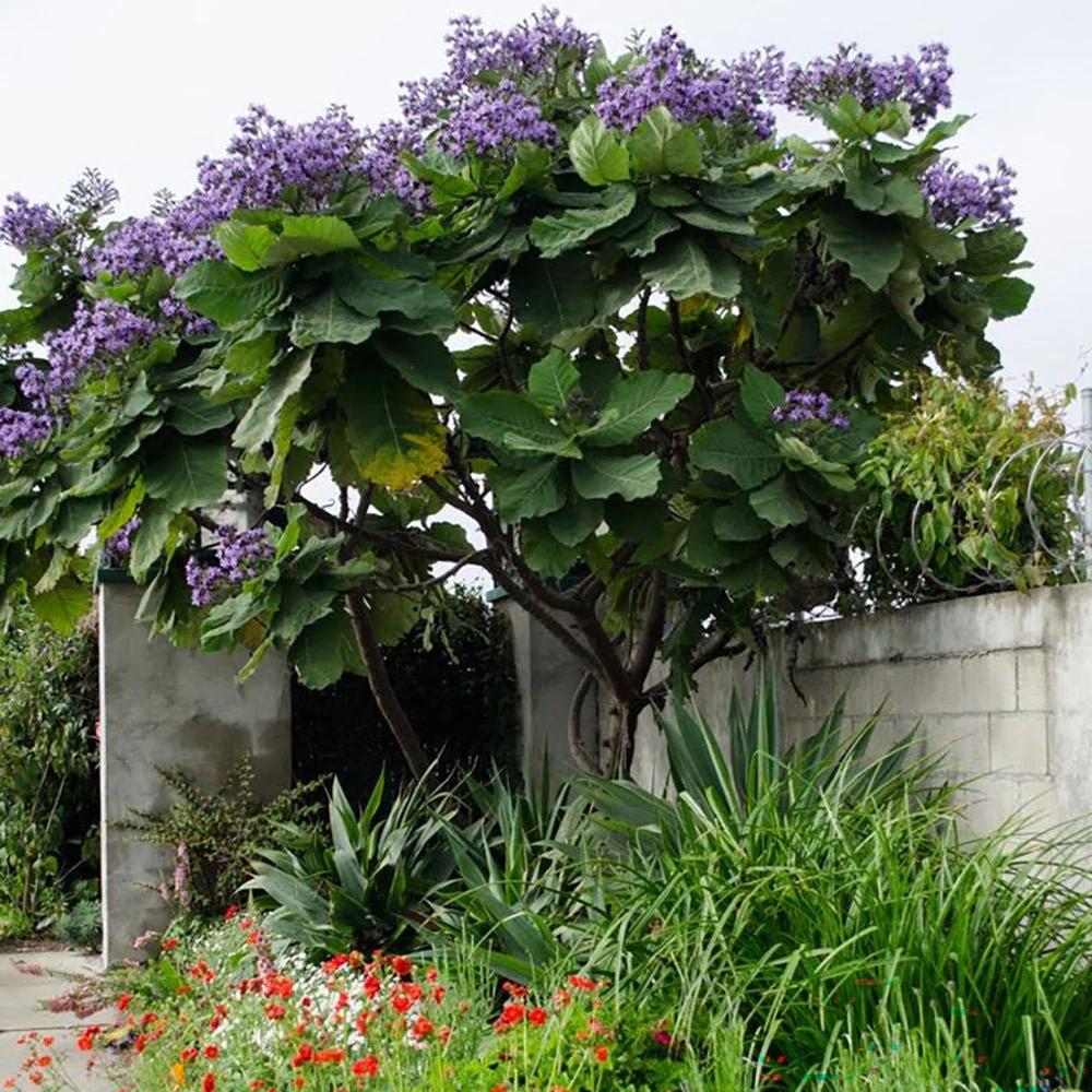Paulownia Fiori: tutto ciò che devi sapere - Quanta acqua vuole la Paulownia paulonia fiori - Quanta acqua vuole la Paulownia