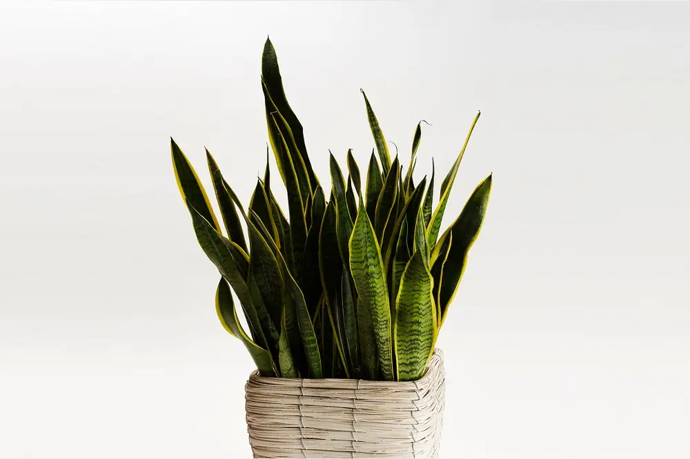 fiori della sansevieria - Quanta acqua vuole la Sansevieria