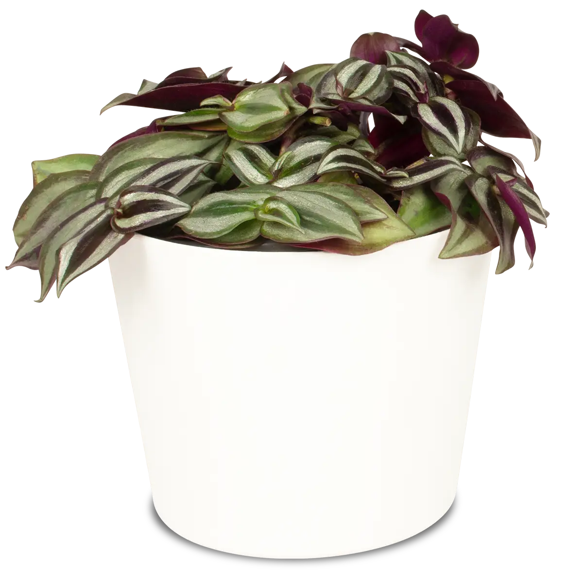 Tradescantia fiore blu: come curare questa pianta in vaso - Quanta acqua vuole la Tradescantia tradescantia fiore blu - Quanta acqua vuole la Tradescantia