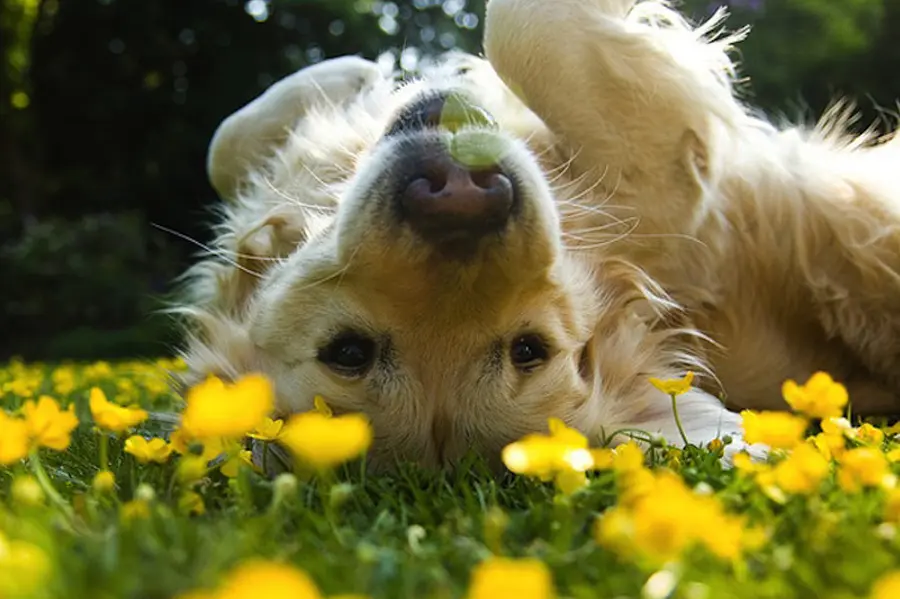 fiori di bach ai cani - Quante gocce di fiori di Bach da dare al cane
