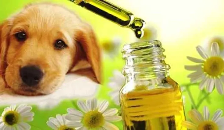 Fiori di Bach per cani: un rimedio naturale per il benessere emotivo dei nostri amici a quattro zampe - Quante gocce di Rescue Remedy al cane fiori di bach cani - Quante gocce di Rescue Remedy al cane