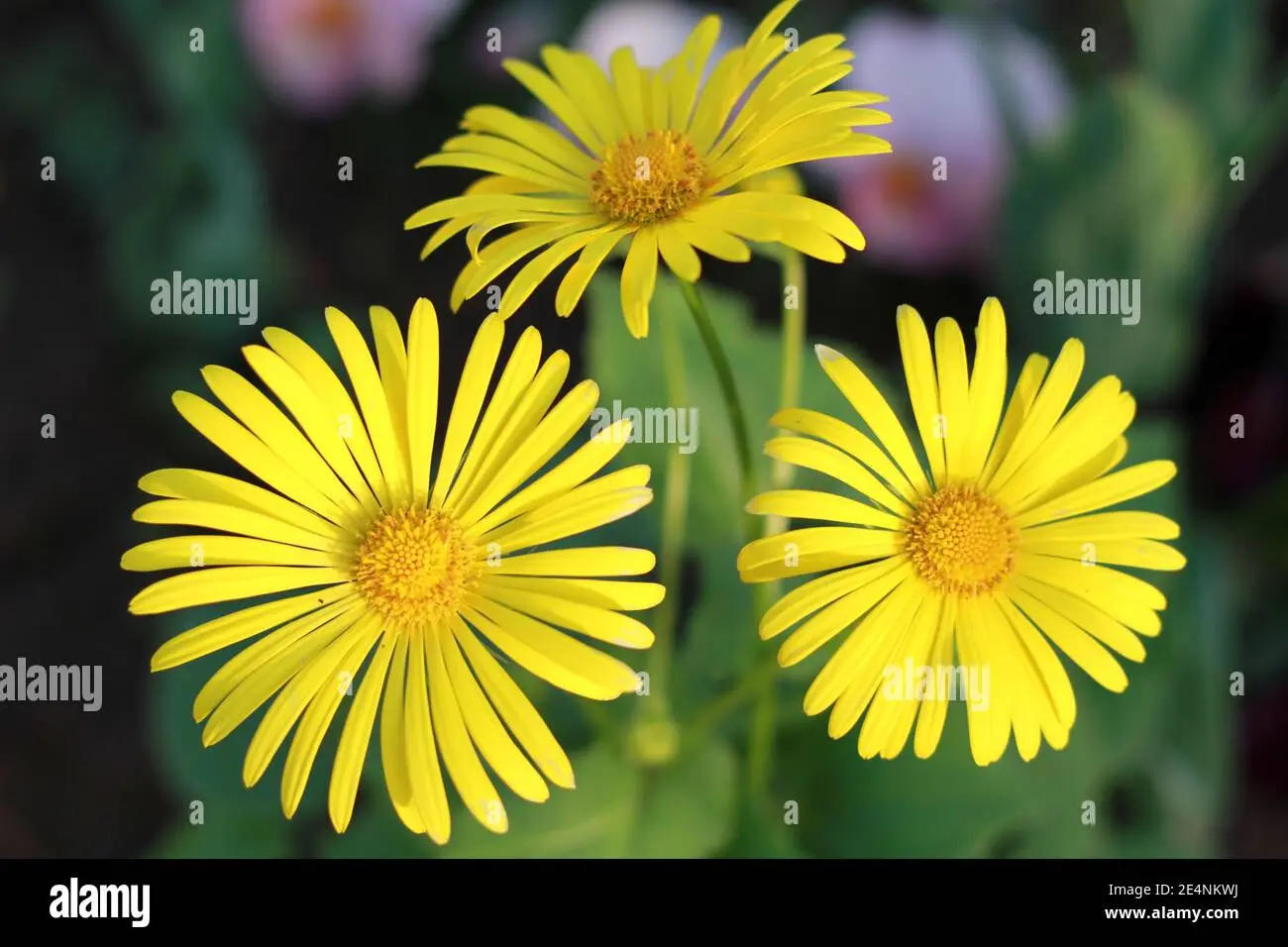 Fiore simile al girasole: una guida completa alle varietà simili - Quante varietà di girasole ci sono fiore simile al girasole - Quante varietà di girasole ci sono