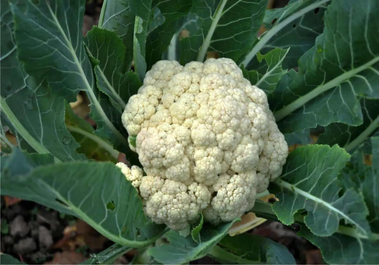 fiori del cavolfiore - Quante volte fiorisce il cavolfiore