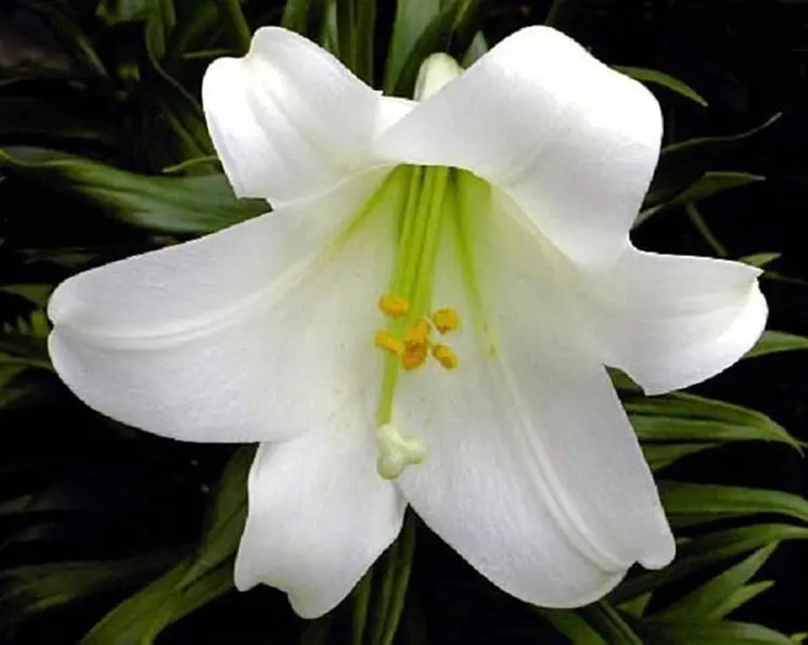 Giglio Fiori: La Bellezza del Giglio Bianco - Quante volte fiorisce il giglio giglio fiori - Quante volte fiorisce il giglio