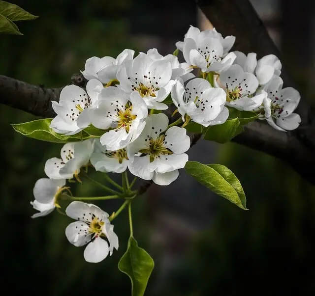 Quando fiorisce il pero: tutto quello che devi sapere sulla fioritura del pero - Quante volte fiorisce il pero quando fiorisce il pero - Quante volte fiorisce il pero
