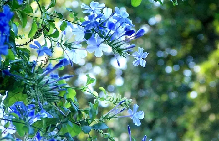 Rampicante Fiori Azzurri: Il Fascino del Plumbago - Quante volte fiorisce il Plumbago rampicante fiori azzurri - Quante volte fiorisce il Plumbago