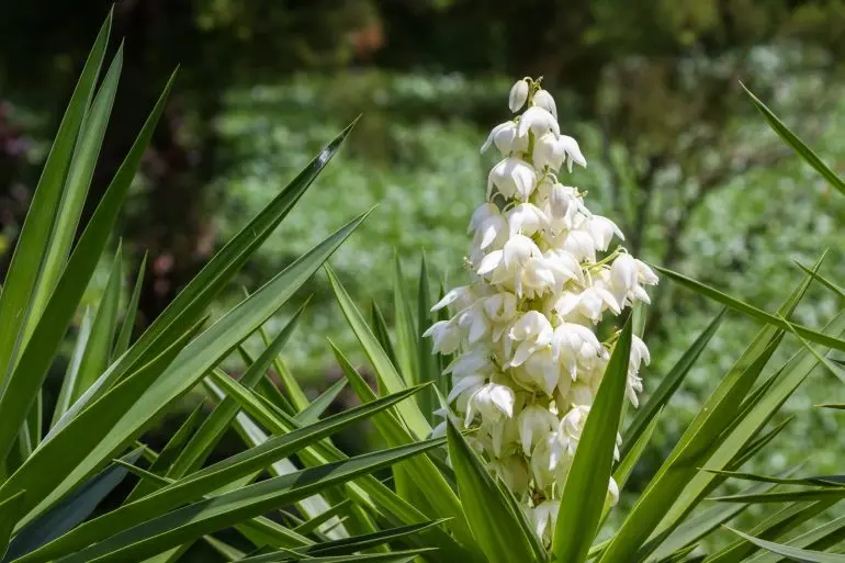Tronchetto della felicità fiore: tutto quello che devi sapere - Quante volte fiorisce il tronchetto della felicità tronchetto della felicità fiore - Quante volte fiorisce il tronchetto della felicità