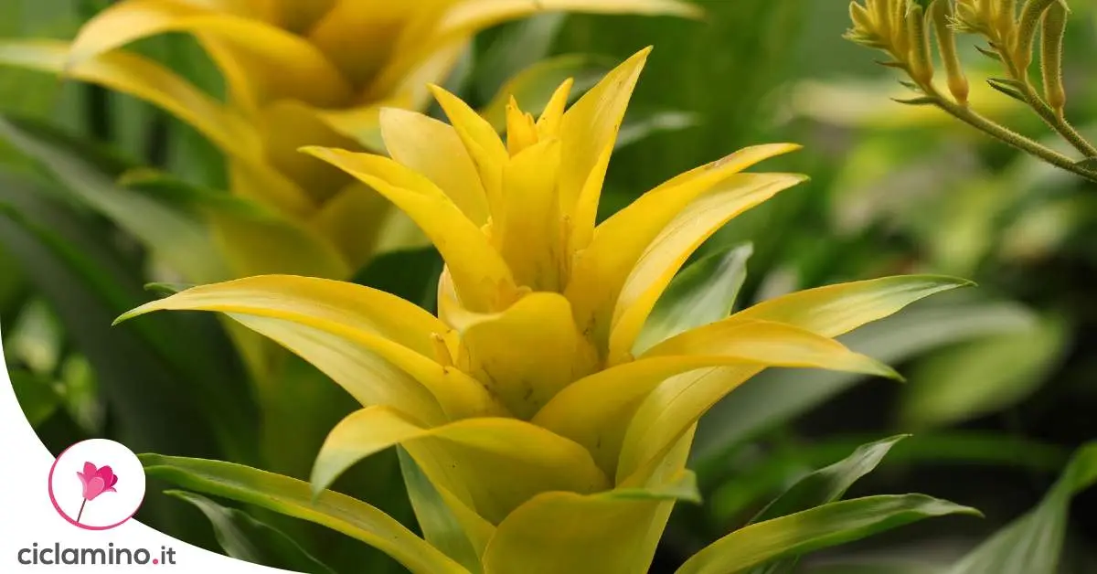 Bromelia fiore secco che fare: come far riprendere la pianta - Quante volte fiorisce la Bromelia bromelia fiore secco che fare - Quante volte fiorisce la Bromelia