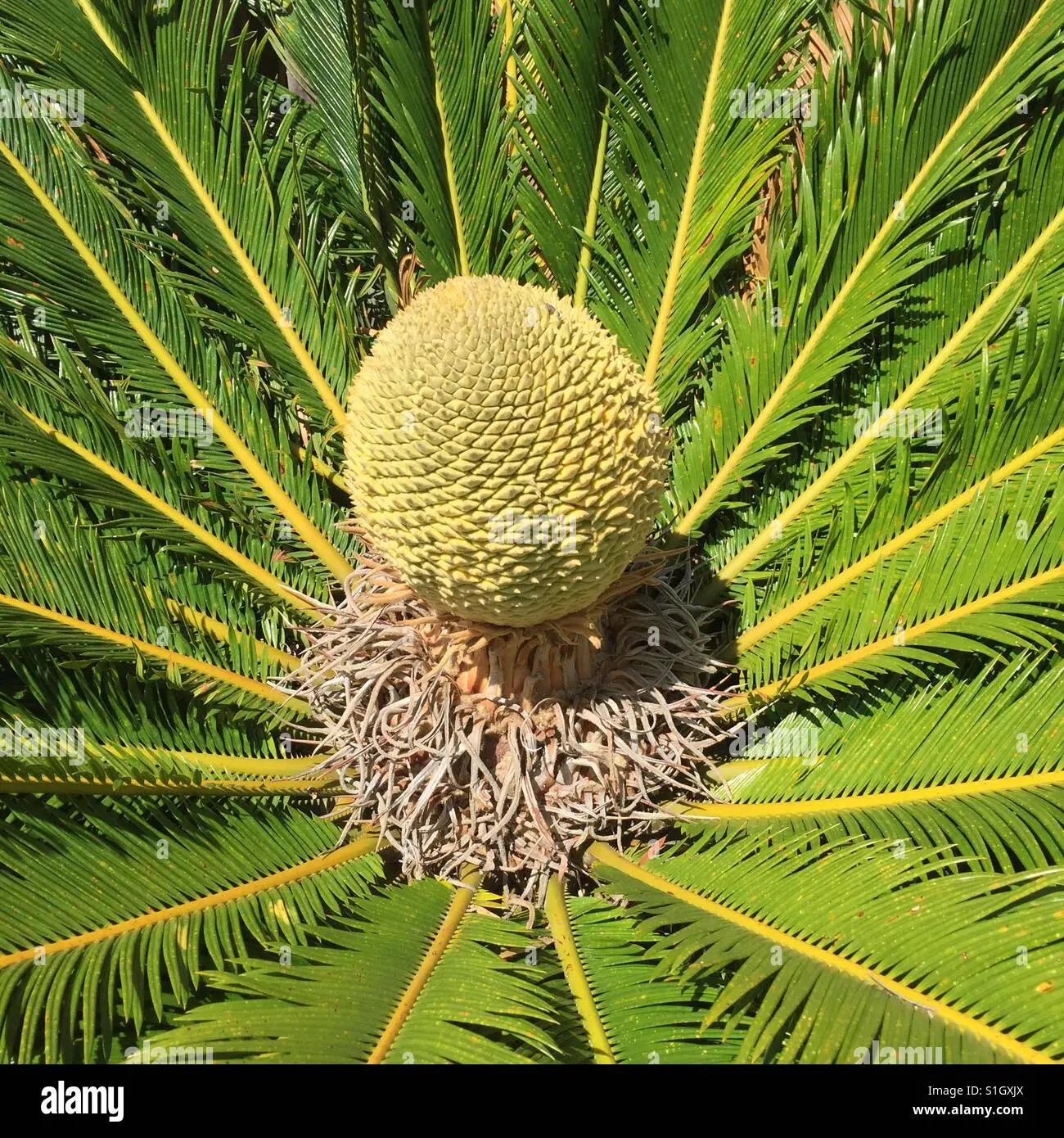 Quante volte fiorisce la Cycas - Quante volte fiorisce la Cycas cycas fiori - Quante volte fiorisce la Cycas