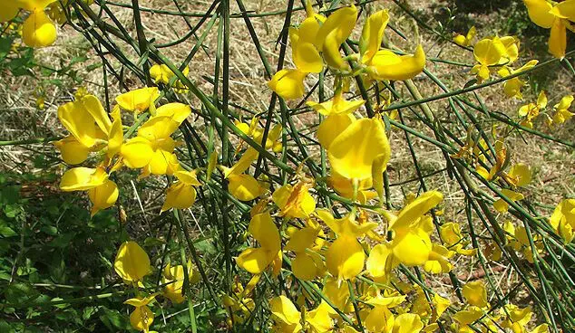 Fiori Ginestra: Una Bellezza Primaverile - Quante volte fiorisce la Ginestra fiori ginestra - Quante volte fiorisce la Ginestra