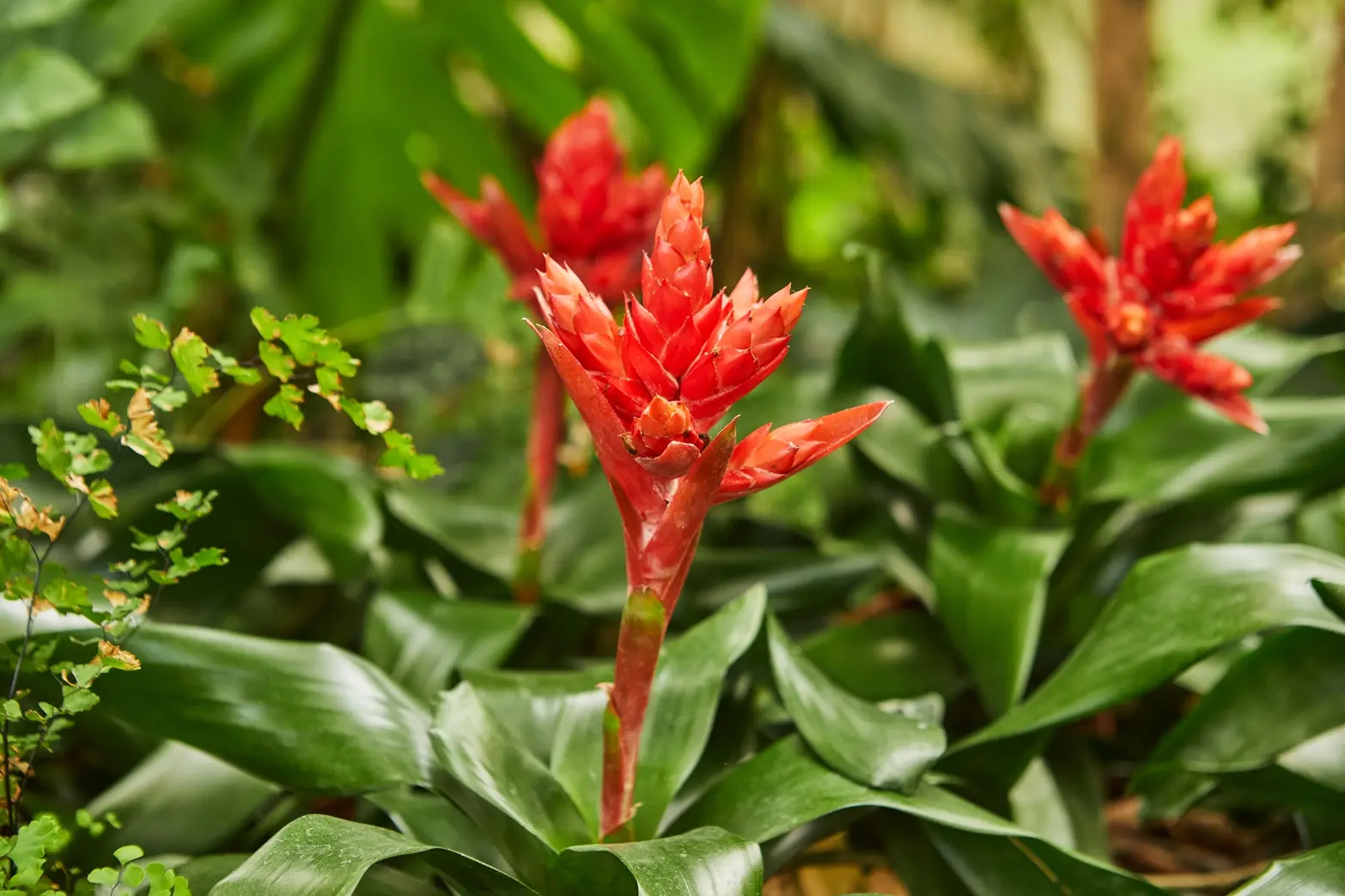 Guzmania fiore secco: cosa fare - Quante volte fiorisce la Guzmania guzmania fiore secco cosa fare - Quante volte fiorisce la Guzmania