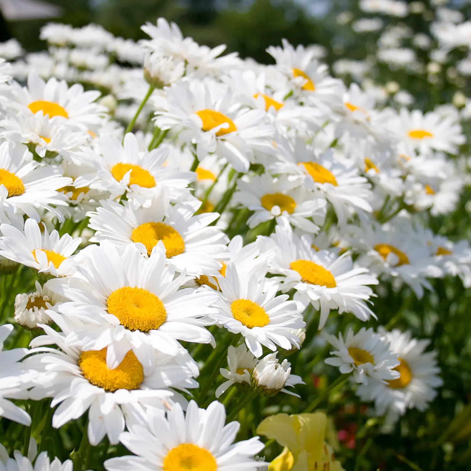 Fiori di Margherite: Un simbolo di purezza e innocenza - Quante volte fioriscono le margherite fiori di margherite - Quante volte fioriscono le margherite