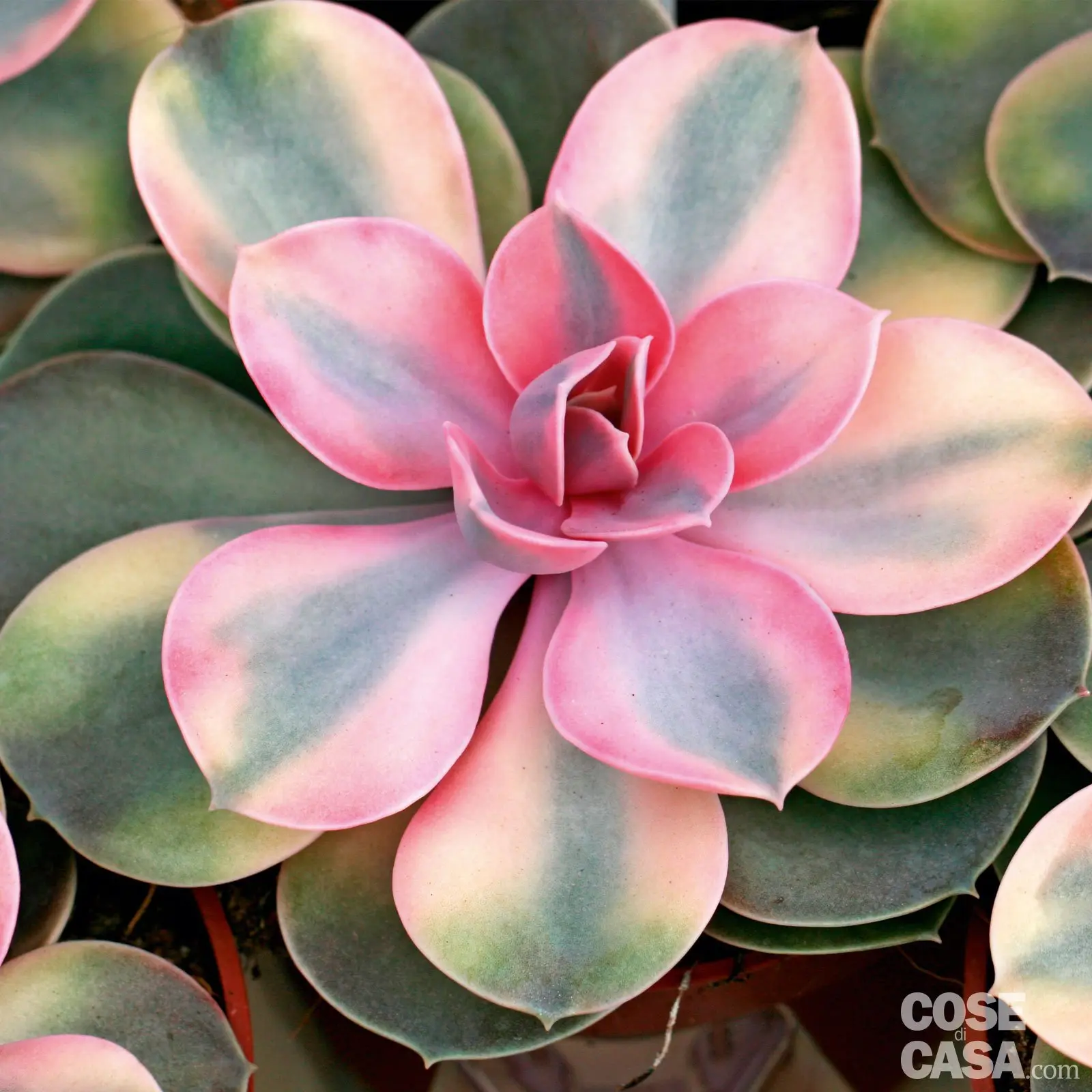 Echeveria Fiori Rosa: La splendida pianta grassa che fiorisce con eleganza - Quante volte innaffiare Echeveria echeveria fiori rosa - Quante volte innaffiare Echeveria