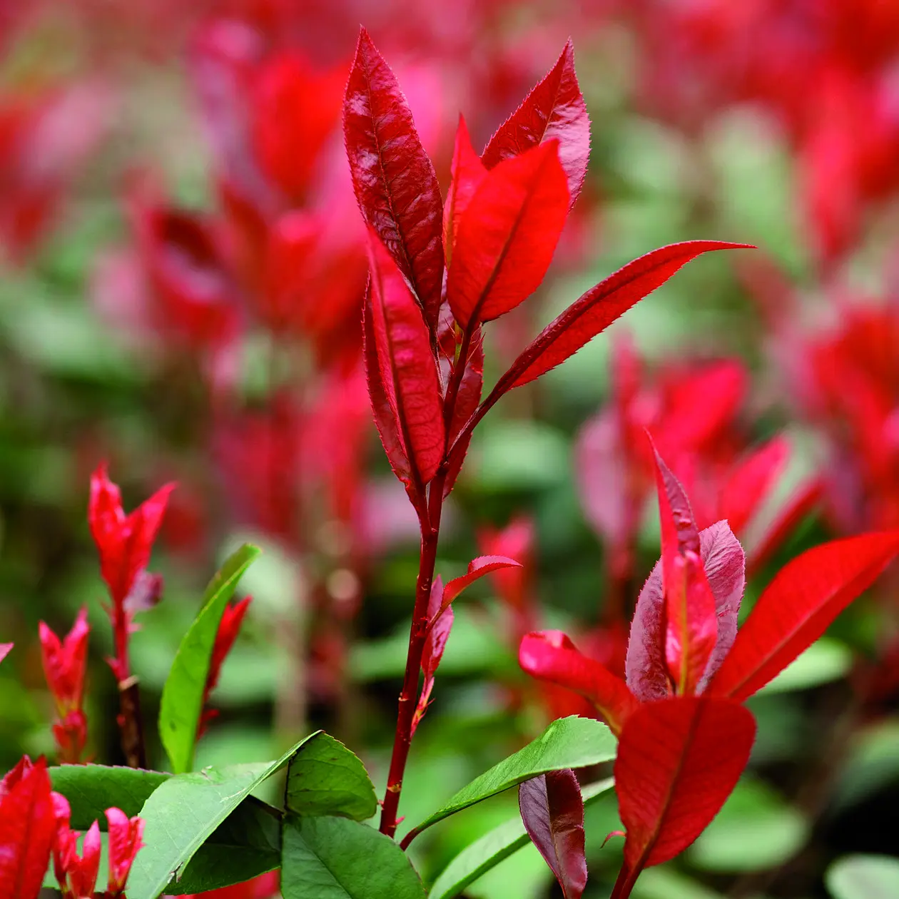 Photinia Fiori: Un Arbusto Ornamentale Versatile e Colorato - Quante volte innaffiare la Photinia photinia fiori - Quante volte innaffiare la Photinia