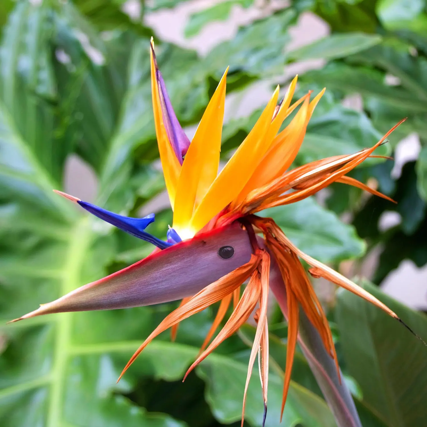 Fiori Sterlizia: la bellezza tropicale per la tua casa - Quante volte innaffiare la Sterlizia fiori sterlizia - Quante volte innaffiare la Sterlizia
