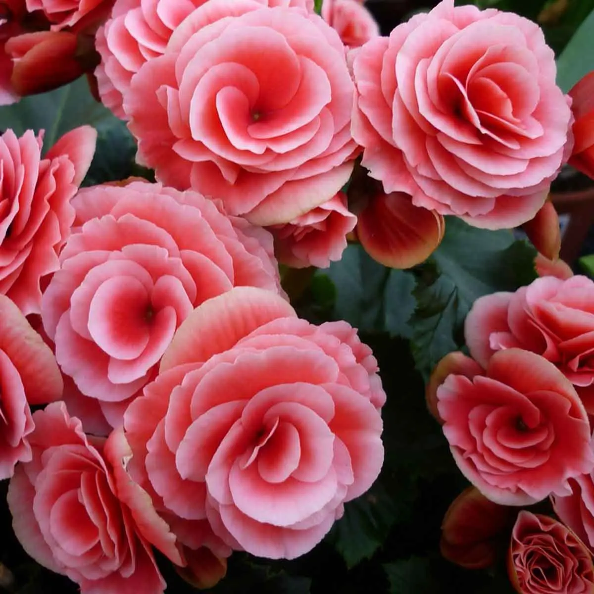 Begonia Fiore: La pianta perfetta per il tuo giardino - Quante volte si annaffia la begonia begonia fiore - Quante volte si annaffia la begonia