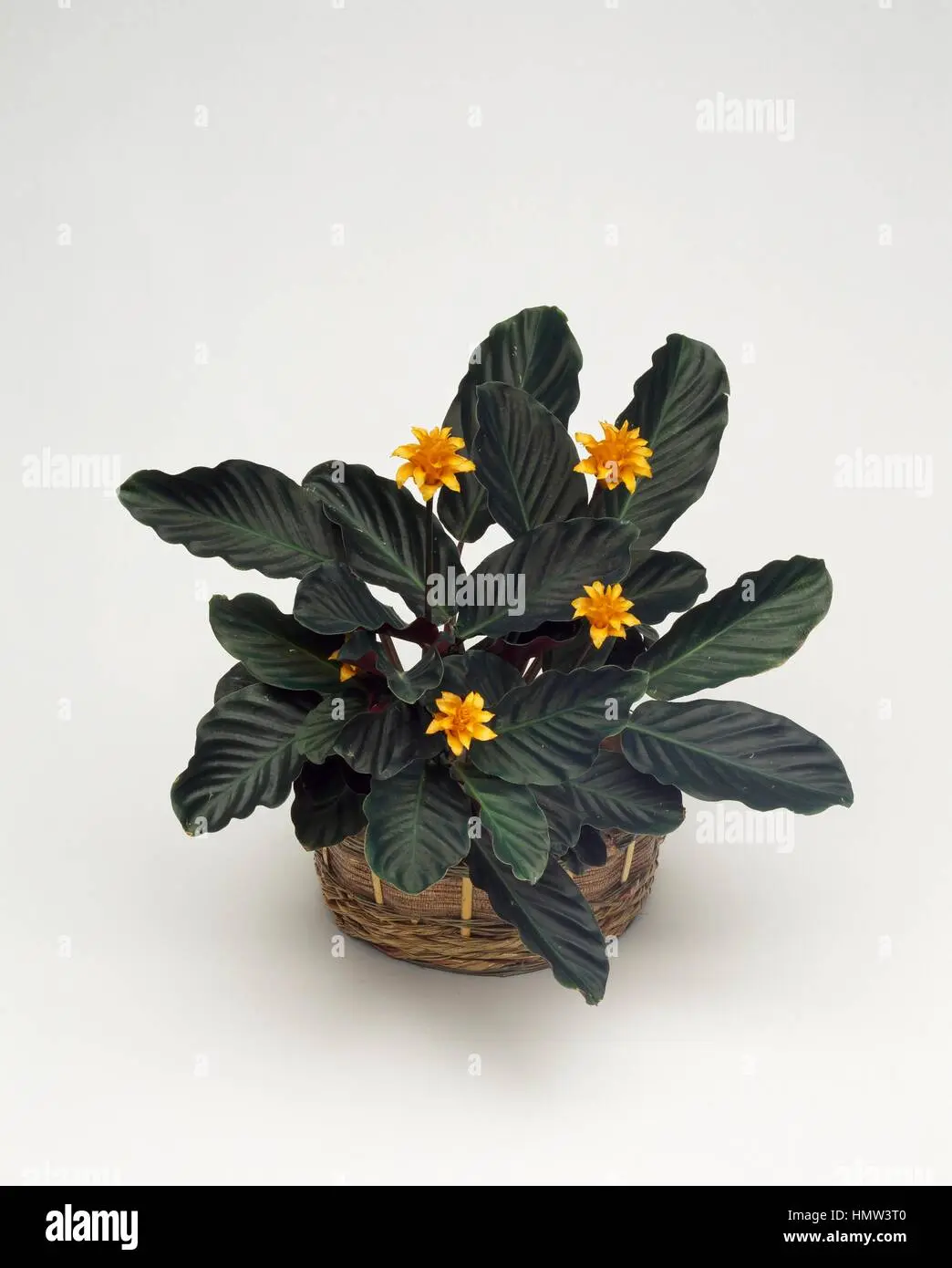 calathea rufibarba fiore - Quante volte si annaffia la Calathea