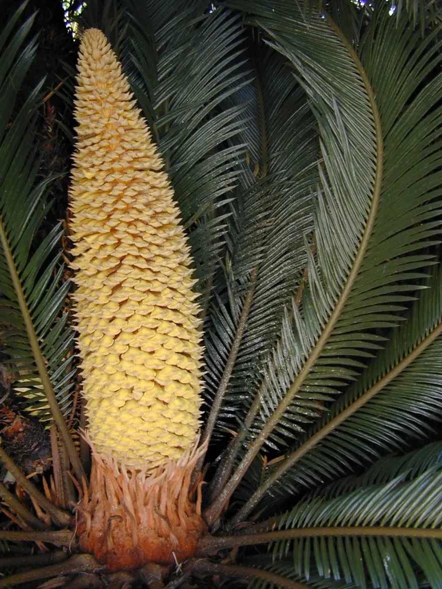 Fiore della Cycas: tutto quello che devi sapere - Quante volte si annaffia la Cycas fiore della cycas - Quante volte si annaffia la Cycas