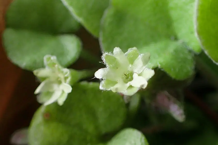 dichondra fiore - Quante volte si annaffia la Dicondra