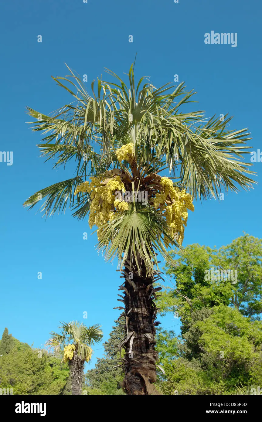 Fiori Palme: Il tuo punto di riferimento per le migliori piante da palma - Quante volte si annaffia la palma fiori palme - Quante volte si annaffia la palma