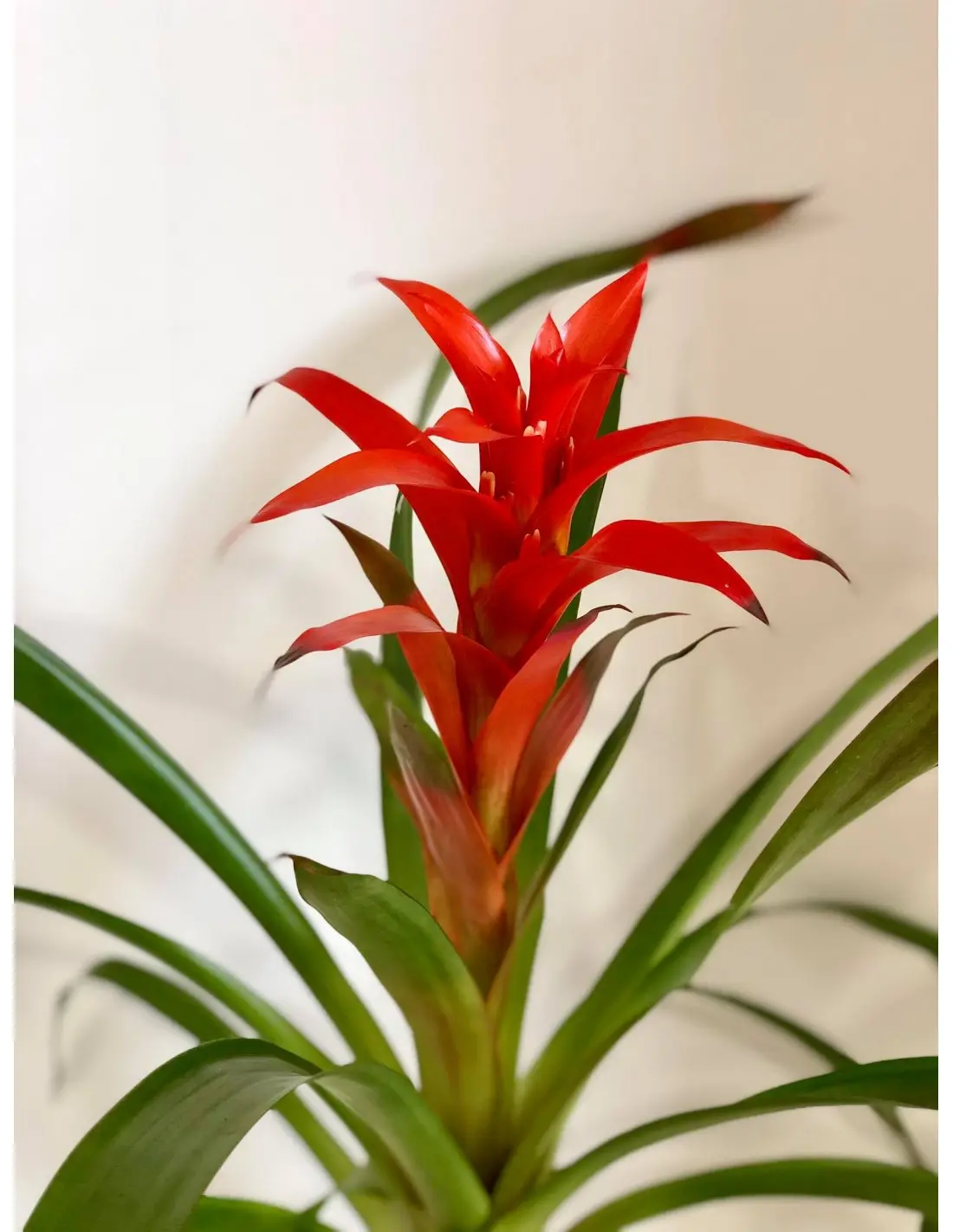 bromelia fiore - Quante volte si annaffia la pianta Bromelia