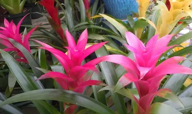 Fiori dell'ananas: tutto quello che devi sapere - Quante volte si annaffia la pianta di ananas fiori dell'ananas - Quante volte si annaffia la pianta di ananas