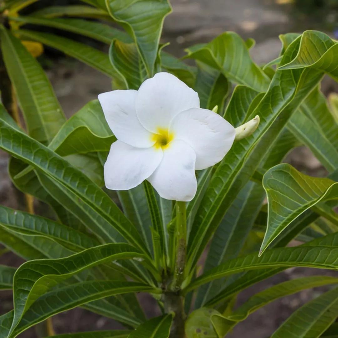 pomelia fiore - Quante volte si annaffia la Pomelia