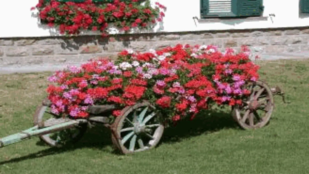 Gerani fiori secchi: come prendersi cura di queste piante - Quante volte si devono bagnare i gerani gerani fiori secchi - Quante volte si devono bagnare i gerani
