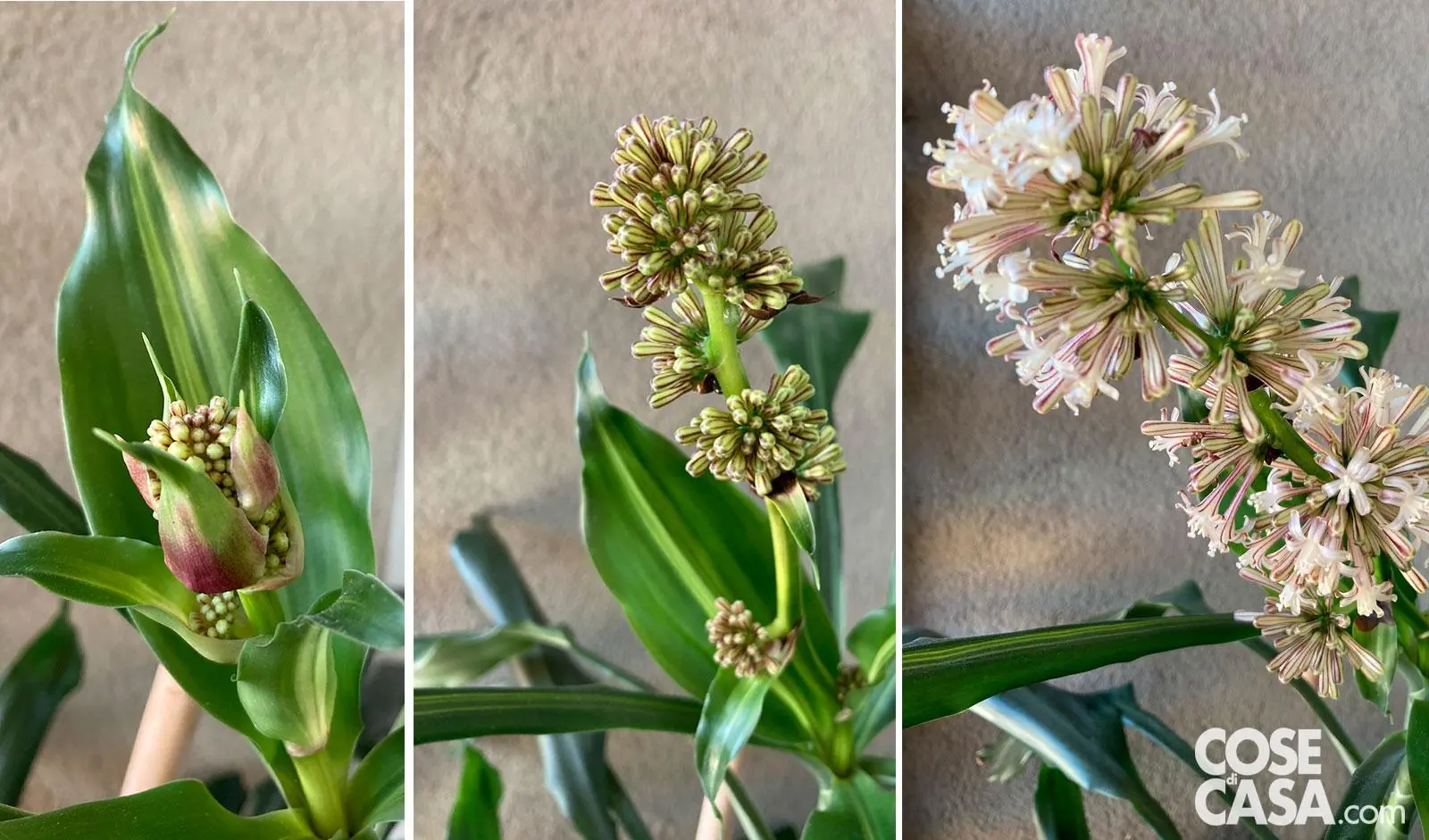 Dracena Fiore: Una Pianta Sorprendente con Fiori Profumati - Quante volte si innaffia la dracaena dracena fiore - Quante volte si innaffia la dracaena