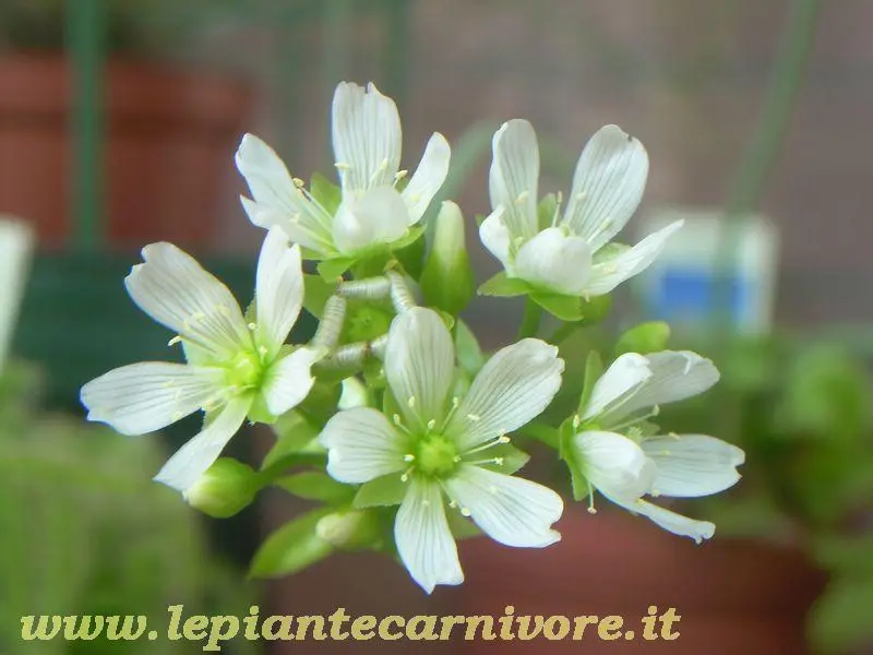 fiore pianta carnivora - Quante volte si innaffia una pianta carnivora