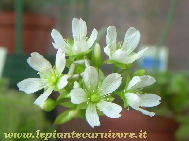 Fiore Pianta Carnivora: Un'Introduzione - Quante volte si innaffia una pianta carnivora fiore pianta carnivora - Quante volte si innaffia una pianta carnivora