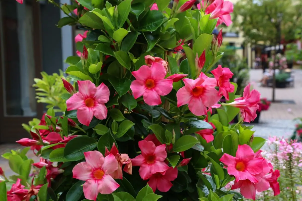 fiore dipladenia - Quante volte va bagnata la Dipladenia