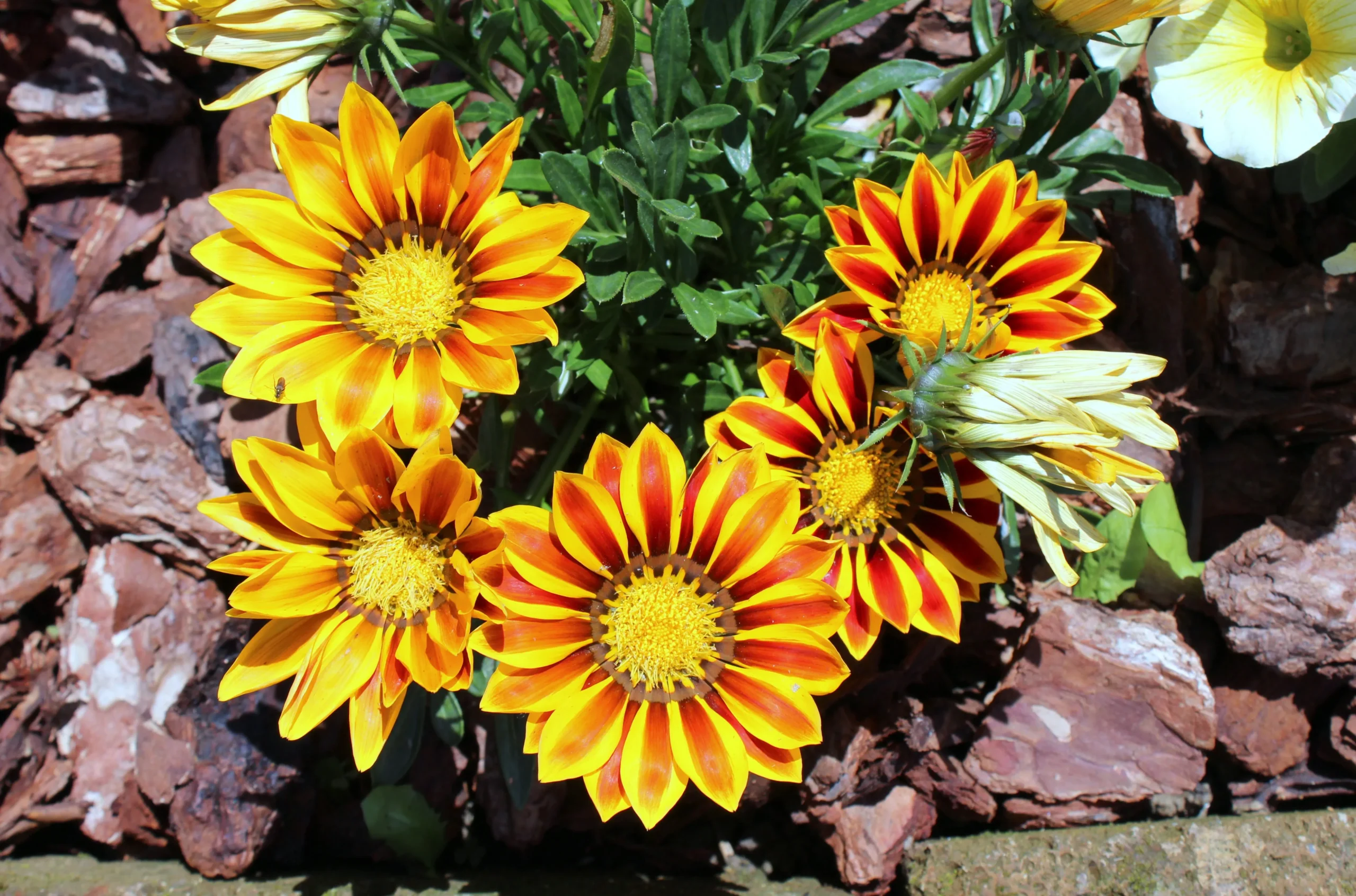 gazanie fiore - Quante volte vanno bagnata la pianta Gazania