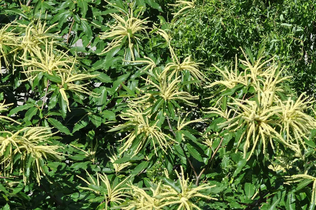 albero di castagno in fiore - Quanti anni ci vogliono per un castagno per fare i frutti