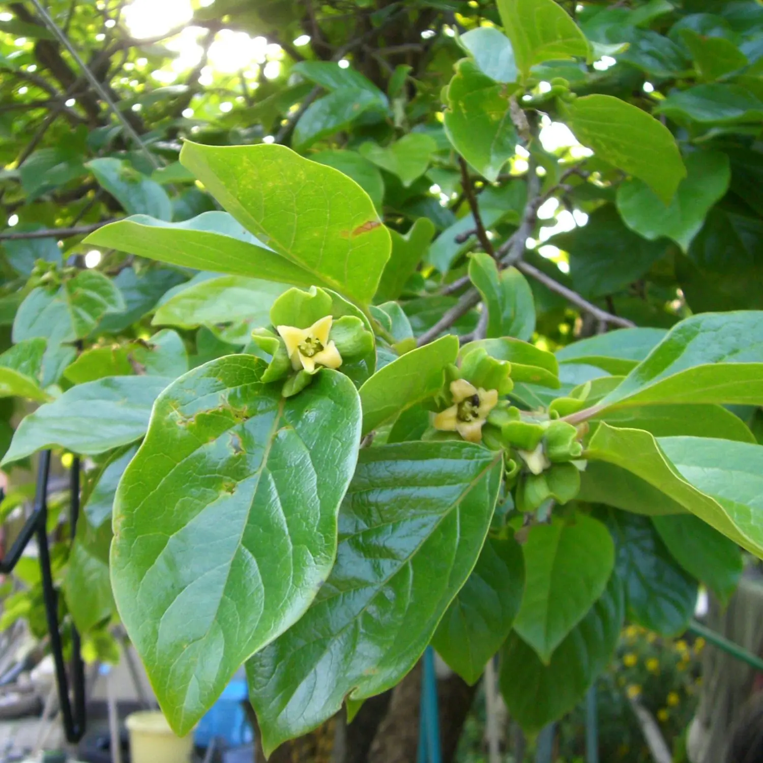 Fiore di Cachi: Un simbolo di bellezza e dolcezza - Quanti anni dura una pianta di cachi fiore di cachi - Quanti anni dura una pianta di cachi
