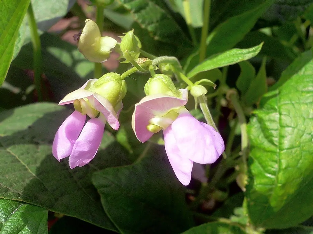 fiori fagioli - Quanti baccelli produce una pianta di fagioli