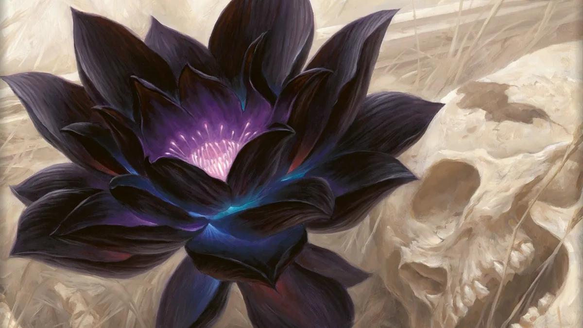 Il Fior di Loto Nero: una meraviglia floreale - Quanti Black Lotus ci sono fior di loto nero - Quanti Black Lotus ci sono