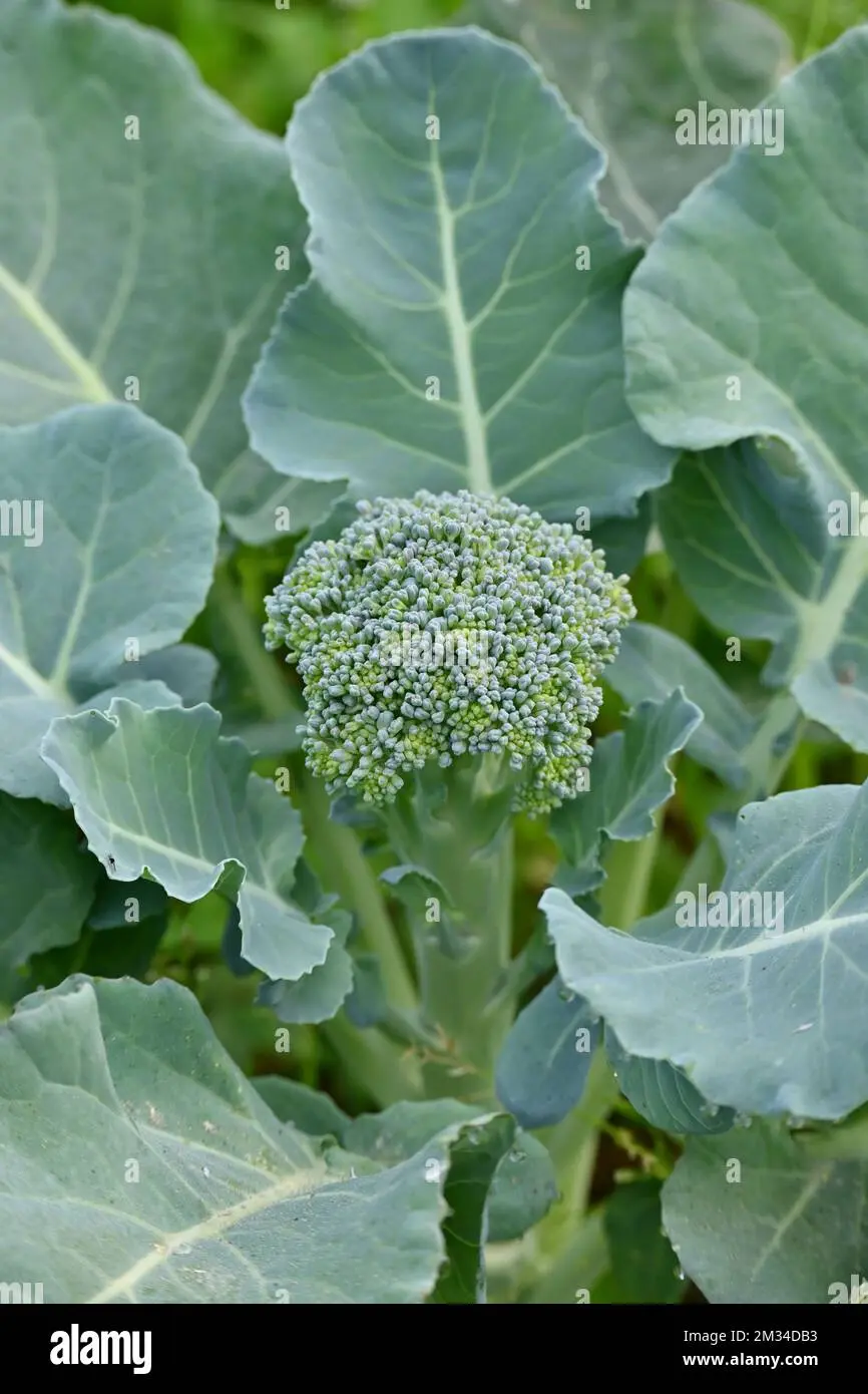 Il Broccoli Fiore: una deliziosa pianta da coltivare nel proprio orto - Quanti broccoli fa una pianta di broccolo broccoli fiore - Quanti broccoli fa una pianta di broccolo