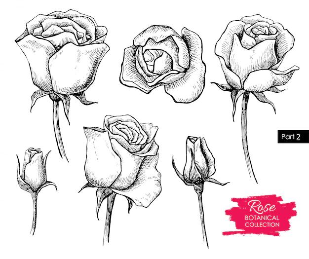 Disegni fiori rosa: un tocco di dolcezza e bellezza - Quanti colori ci sono le rose disegni fiori rosa - Quanti colori ci sono le rose