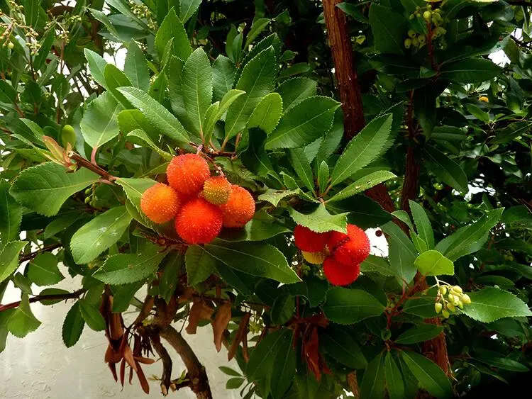 Fiore dell'Italia: il simbolo nazionale italiano - Quanti corbezzoli si possono mangiare al giorno fiore dell'italia - Quanti corbezzoli si possono mangiare al giorno