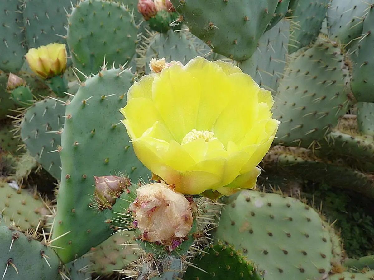 Fiori di fichi d'india: controindicazioni e benefici - Quanti fichi d'India si possono mangiare in un giorno fiori di fichi d'india controindicazioni - Quanti fichi d'India si possono mangiare in un giorno