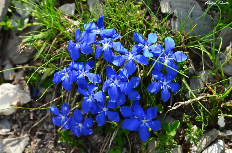 Fiori di Genziana: Un tesoro della natura - Quanti fiori di genziana si possono raccogliere fiori di genziana - Quanti fiori di genziana si possono raccogliere